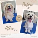 Urban Paws Brasov Recenzii