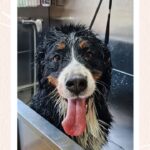 Urban Paws Brasov Recenzii